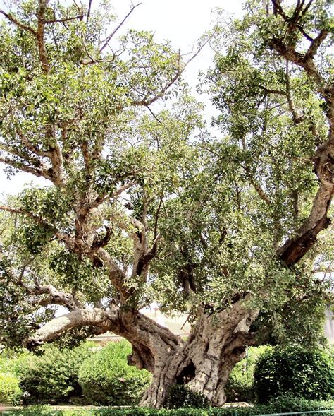 sycamore fig tree images